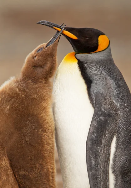 Rei Pinguim alimentando pinto — Fotografia de Stock