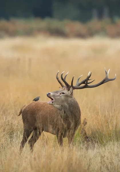 Edelhert man rutting — Stockfoto