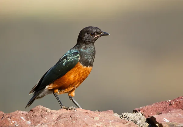 Africká starling sedí na skále — Stock fotografie