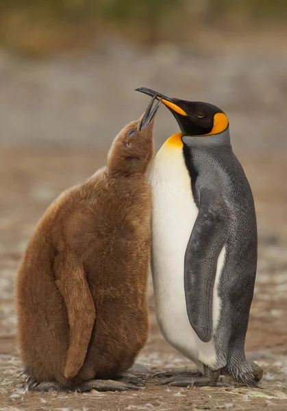 Kung pingvin utfodring chick — Stockfoto