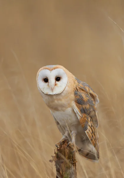 Schleiereule sitzt auf Barsch — Stockfoto