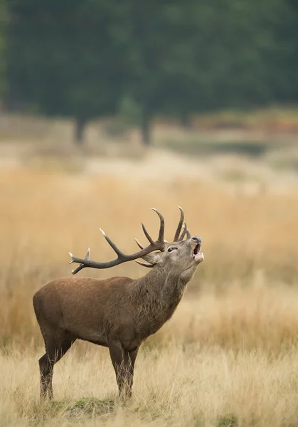 Vermelho cervo macho rutting — Fotografia de Stock