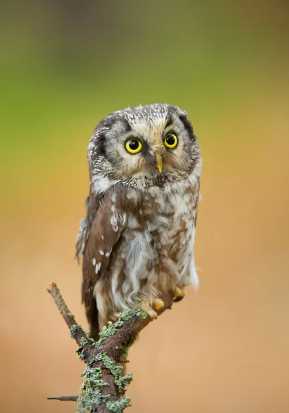 Gufo boreale appollaiato — Foto Stock