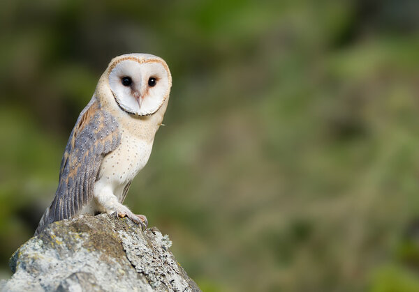 Barn owl sentado en la roca — Foto de Stock