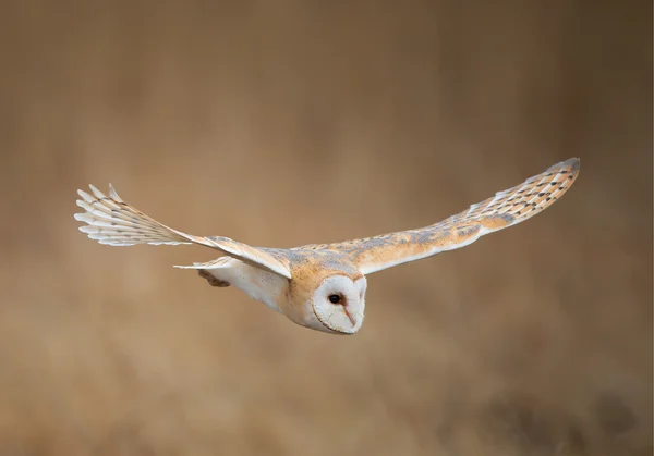 Hibou des clochers en vol, fond propre — Photo