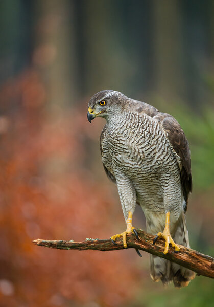 Northern goshawk perching