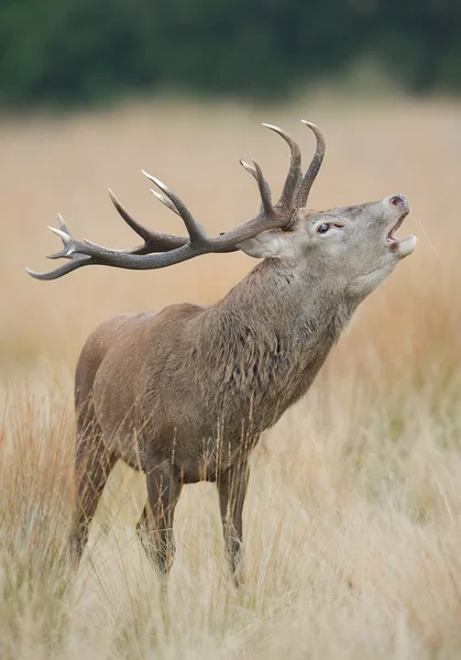 Vermelho cervo macho rutting — Fotografia de Stock