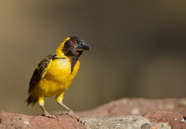 Village weaver sitting on the red rock — Stock Photo, Image