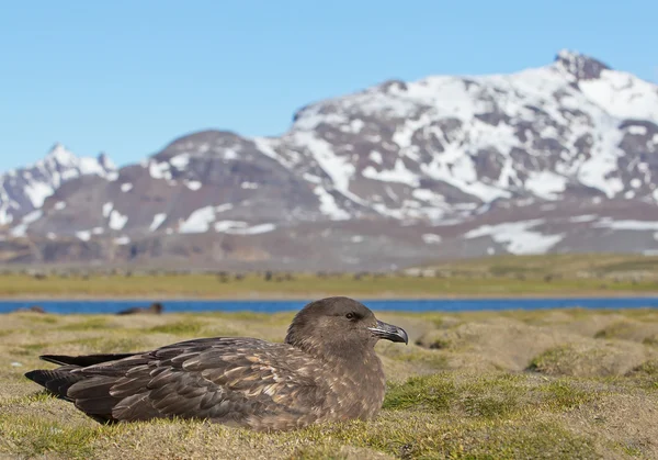 Brown skua sitting in the grass — Stock Photo, Image