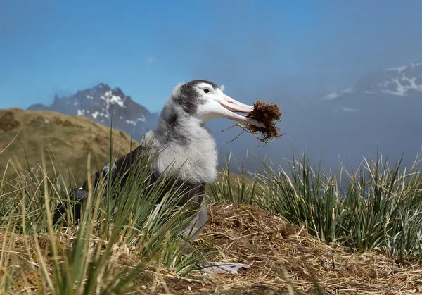 Jovem albatroz errante brincando com grama — Fotografia de Stock
