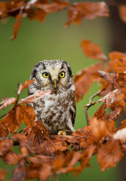 Boreal owl sitting in colorfull leaves — Stock Photo, Image
