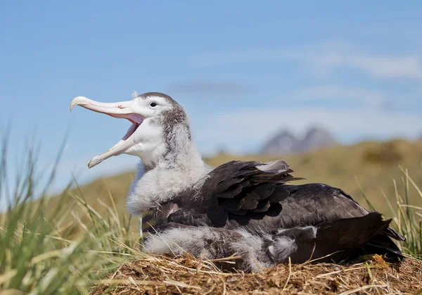 Jovem albatroz errante sentado no ninho — Fotografia de Stock