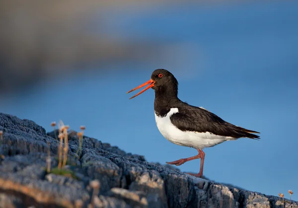 Oystercatcher marche sur le rocher — Photo