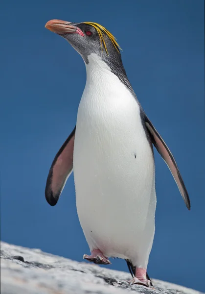 Macaroni penguin walking — Stock Photo, Image