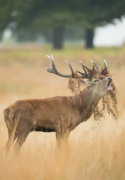 Vermelho cervo macho rutting — Fotografia de Stock