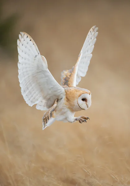 飛行中のフクロウ — ストック写真