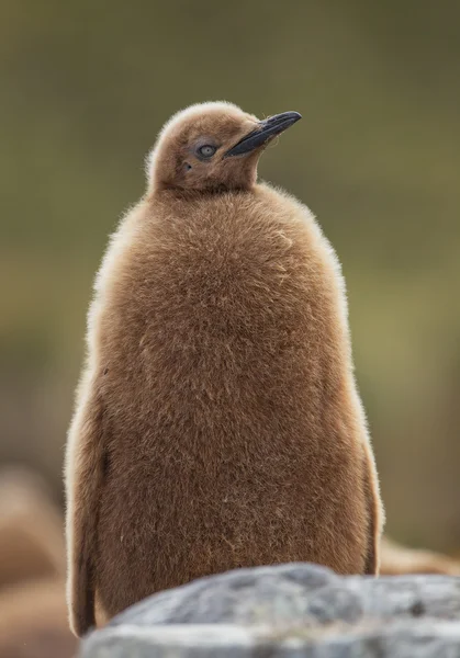 Retrato de pinguim-rei jovem — Fotografia de Stock