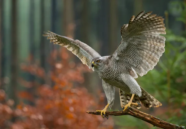 Noordelijke havik zitstokken — Stockfoto