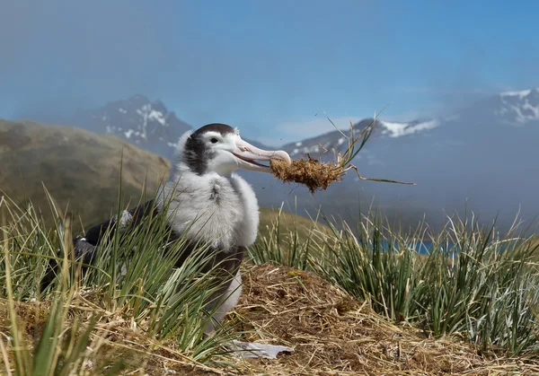 Jonge wandering albatross spelen met gras — Stockfoto