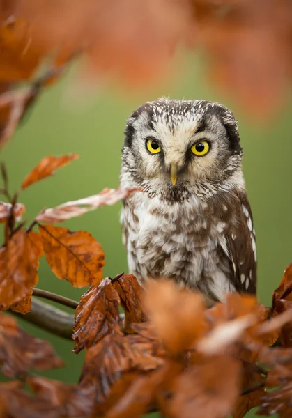 Boreale uil zitten in kleurrijke bladeren — Stockfoto