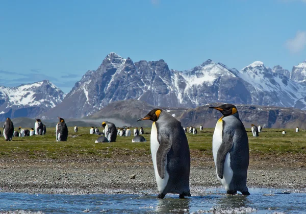 Kral çifti yürüyen penguenler