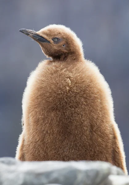 サウス ジョージア島、南極、若いキング ペンギンの肖像画、きれいな背景で — ストック写真