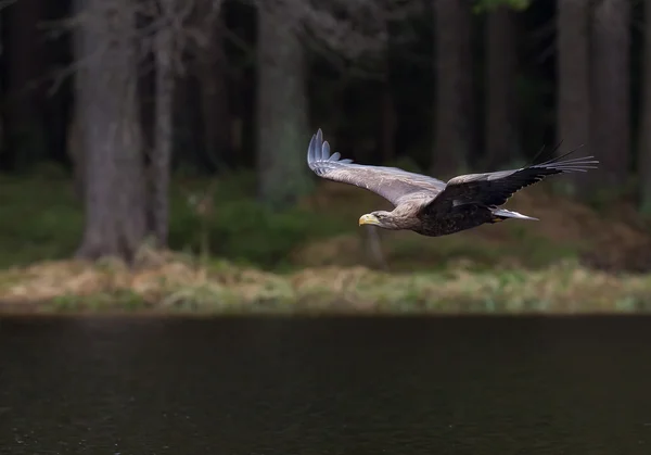 Águila de cola blanca volando sobre aguas oscuras, República Checa — Foto de Stock
