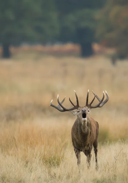 Vermelho cervo macho rutting — Fotografia de Stock