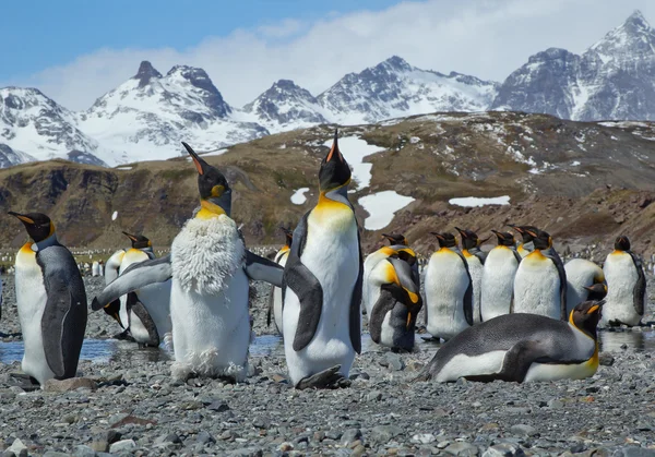 Kolónia király pingvinek a strandon — Stock Fotó