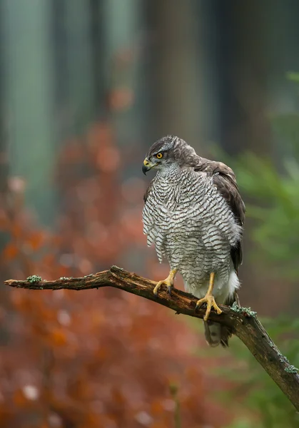 Noordelijke havik zitstokken — Stockfoto