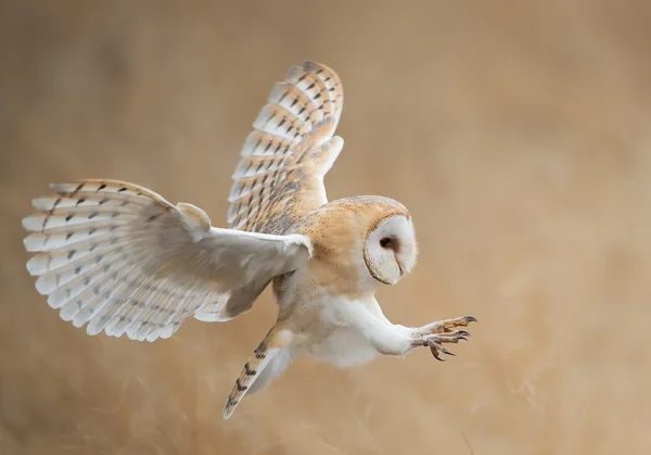 Schuur Uil in vlucht — Stockfoto