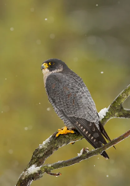 Peregrine falcon perching on the tree in snowy day — Stock Photo, Image