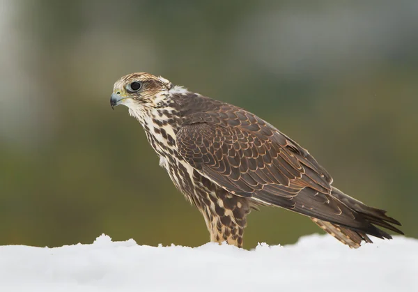 Sacer falcon staande in de sneeuw — Stockfoto