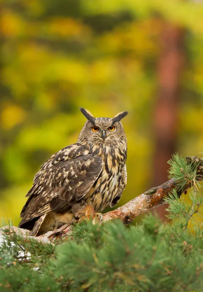 Uhu hockt auf der Kiefer, mit Eichhörnchen Beute — Stockfoto