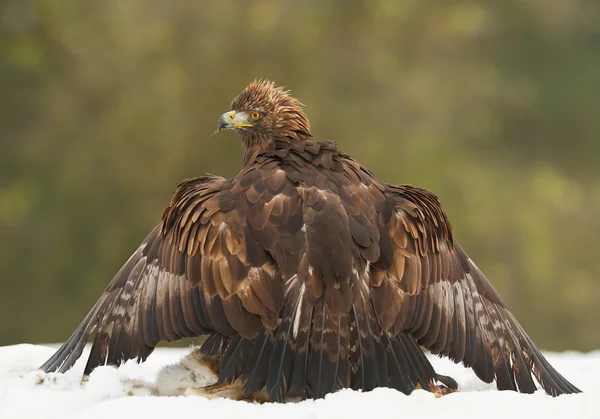 Steinadler mit Hirschbeute — Stockfoto