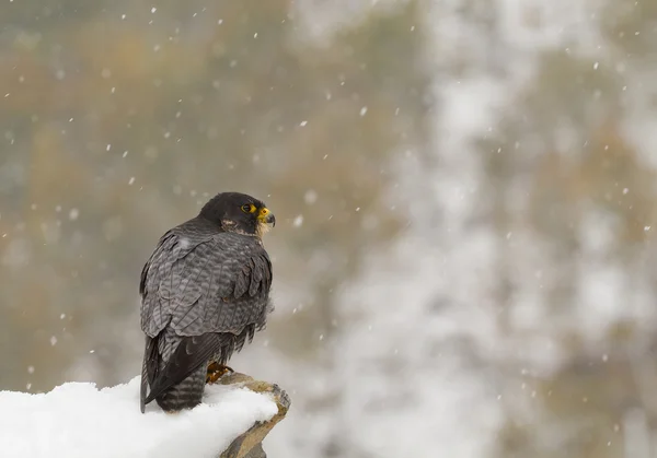 Peregrine falcon perching on the rock in snowy day — Stock Photo, Image