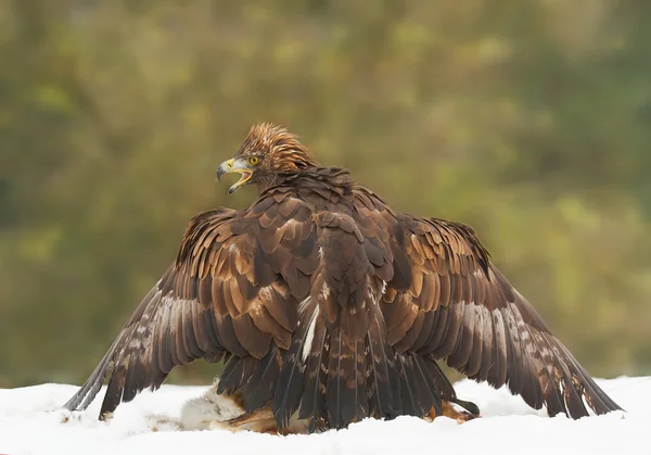 Águila dorada con presa de ciervo — Foto de Stock