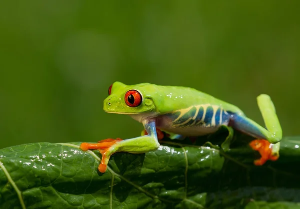 Красноглазая лягушка Стоковое Фото