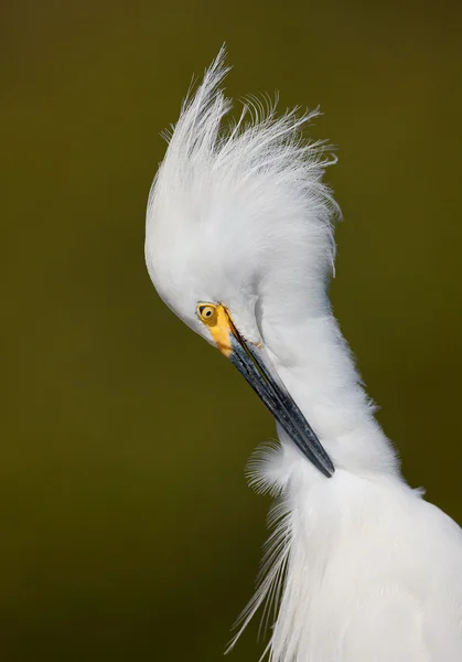 Velký bílý portrét Egret — Stock fotografie