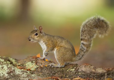Amerikan zemin sincabı