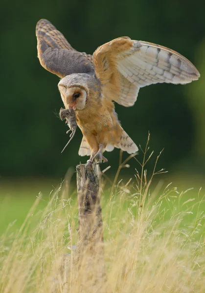 Barn owl with open wings and mouse prey — Stock Photo, Image