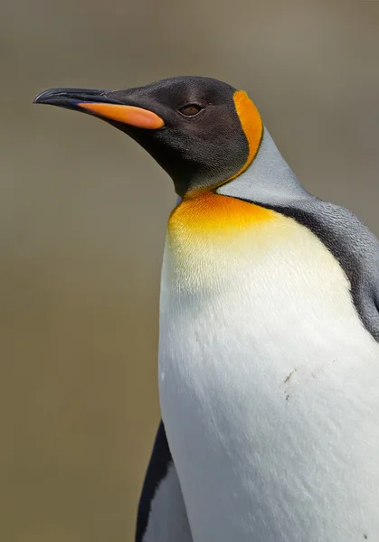 Re pinguino ritratto — Foto Stock