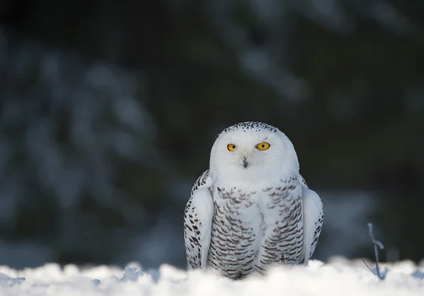 Kar baykuşu karlı ovada oturan — Stok fotoğraf