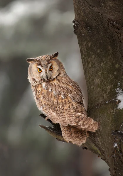 Hibou des marais assis sur la branche — Photo