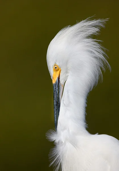 Velký bílý portrét Egret — Stock fotografie