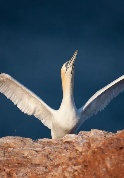 Terej bílý stojící na skále — Stock fotografie