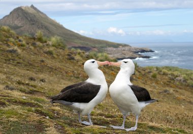 Pair of black browed albatrosses clipart