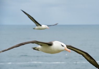 Uçan siyah kaşlı Albatros