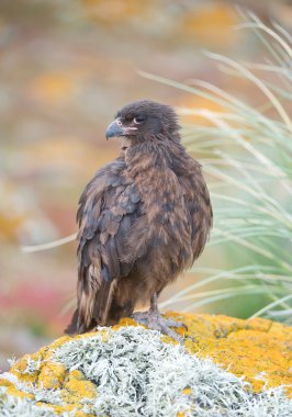Kayanın üzerinde oturan Chimango