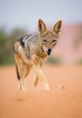 Young jackal walking on red sand clipart
